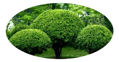 Jardineria servicios Servicios jardinería