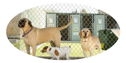 Vallas para mascotas Vallas para mascotas